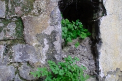 DSC00721